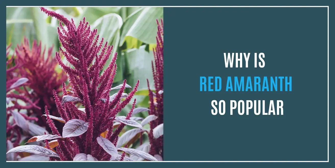 Why Is Red Amaranth Flower Gaining Popularity Among Gardeners in 2024?